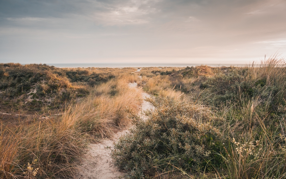 sustainability : walks in dunes in Juist